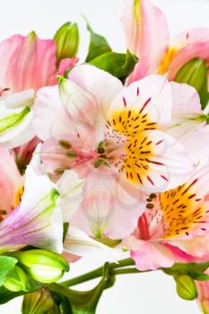 flowers bunch from several pink alstroemeria isolated on white background