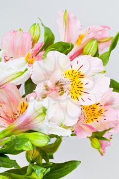 flowers bunch from several white and pink alstroemeria