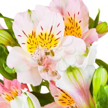 white and pink bloom of fresh alstroemeria close up