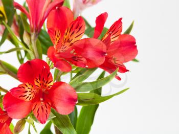 bouquet from red alstroemeria flowers isolated on white background
