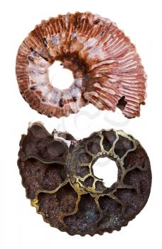 two sides of mineral fossil ammonite shell isolated on white background