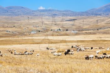 view of mountain plateau with herd of sheep in Armenia in autumn day