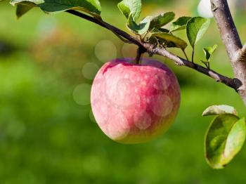 ripe pink apple in fruit orchard in summer