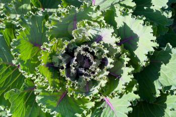 top view of green ornamental cabbage