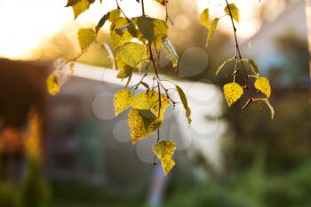 autumn morning sun lights yellow birch leaves at dawn