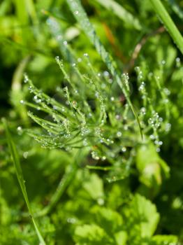 morning dew on equisetum twig close up