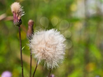 flower head with parachute pappus seeds of sonchus plant