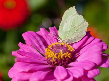 butterfly female imago Brimstone feed nectar on pink Zinnia flower close up