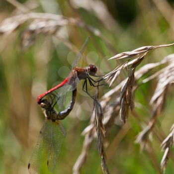 couple of red mating dragonflies on grass close up