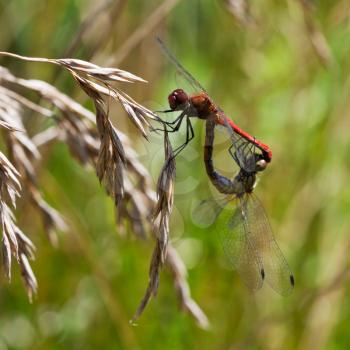 couple of red dragonflies on grass close up in summer day
