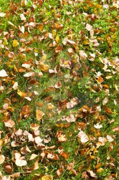 Fallen yellow autumn birch leaves on green lawn