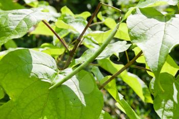 green beanpod and big leaves of Catalpa tree close up