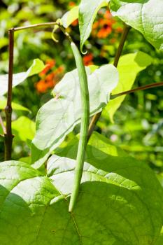 green pod and big leaves of Catalpa tree close up