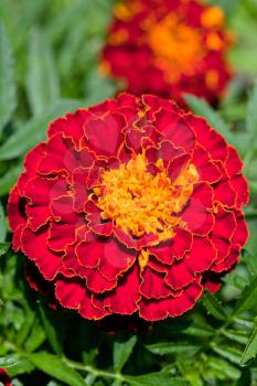 decorative red Tagetes flower close up