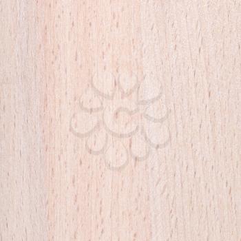 beech wood furniture board close up background