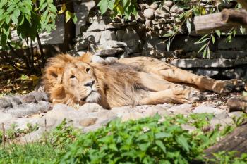 asian lion sleeping outdoors in summer day