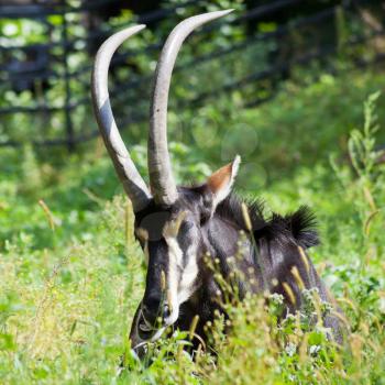 sable antelope lying in green grass in summer day