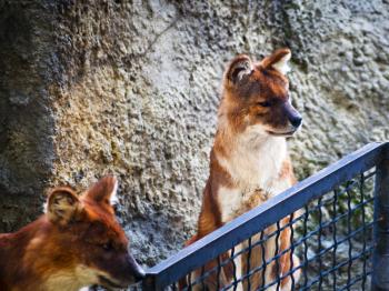 pets of dhole - Asiatic wild dog