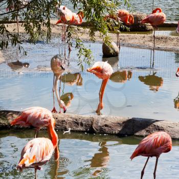 flock of American Flamingo and Greater Flamingo outdoors