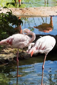 couple of Greater Flamingo outdoors