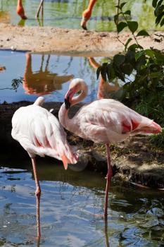 two Greater Flamingo birds outdoors