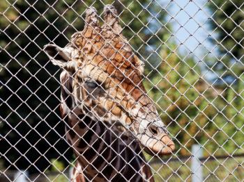 giraffe behind grid of open-air rabitz close up in summer day