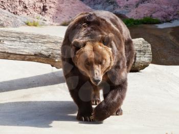 Brown bear outdoors in summer day