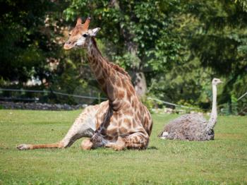 giraffe and ostrich lying on green grass in summer day