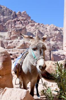 ruins of ancient city Petra and donkey, Jordan