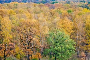 panorama of colorful autumn forest