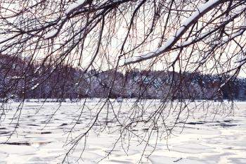 winter forest on beach of frozen river at sunset 