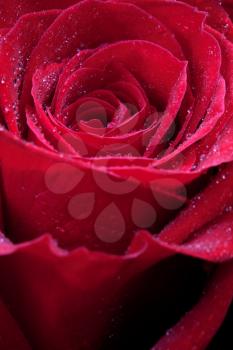 fresh wet red rose close up
