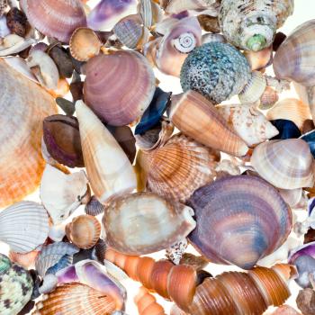 background from many sea shells