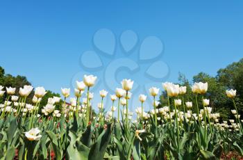 bottom view of ornamental white tulips on flower bed on blue sky background