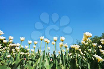 bottom view of decorative white tulips on flower bed on blue sky background