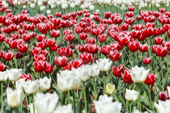 meadow of red and white ornamental tulip flowers