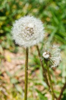 two seed heads of dandelion blowball close up