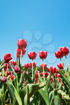 bottom view of decorative red tulips on flower bed on blue sky background