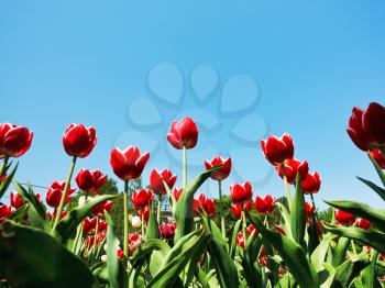 bottom view of ornamental red tulips on flowerbed on blue sky background
