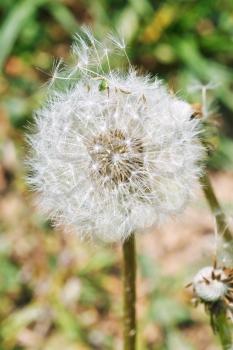 seed head of dandelion blowball close up in summer