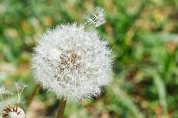 seed head of dandelion blowball on lawn close up