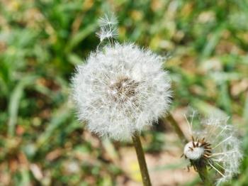 seed head of dandelion blowball on green meadow close up