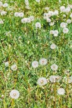 green lawn with blowball dandelions in summer day