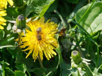 bee gathering nectar from yellow dandelion flower close up on summer meadow