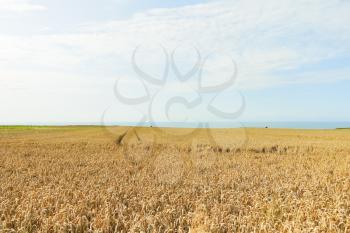 ripe wheat field in Normandy on English Channel coast, France