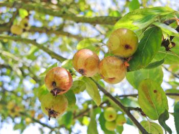 little cider apples on tree in Calvados region, Normandy, France