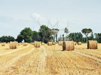 landscape with haystack rolls on harvested field in Normandy, France