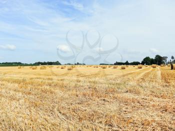 view of haystack rolls on harvested field in Normandy, France