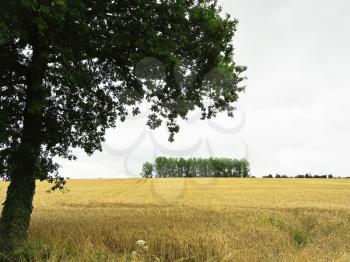 plantation of ripe wheat in Normandy in overcast day