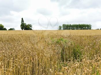 scenic with field of ripe wheat in Normandy in overcast day